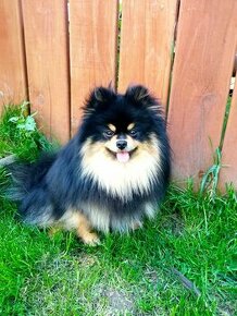 Nemecky spic maly(typ pomeranian)