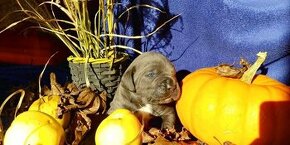 Cane Corso s PP