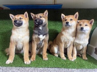 Shiba inu, Šiba inu - 1