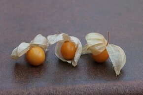 PHYSALIS PERUVIANA