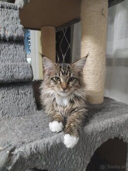 Maine Coon / Mainska Myvalia