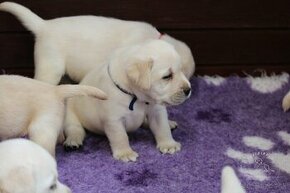 Labrador Retriever - šteniatka s rodokmeňom pôvodu s PP