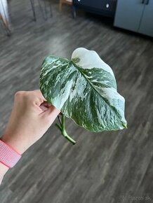 Monstera Albo Variegata