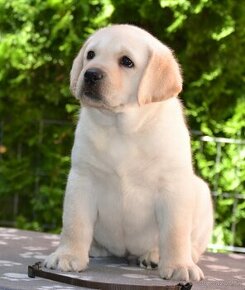 Labrador - šteniatka s PP