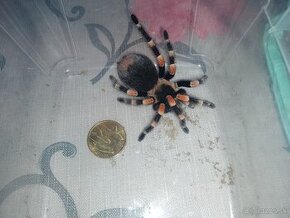 Predám tarantula Brachypelma smithi