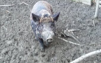 Predám plemenného kanca, kríženec mangalica x diviak. - 1