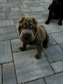 Shar pei/Sharpei