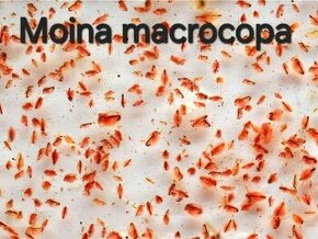 Moina macrocopa-násada