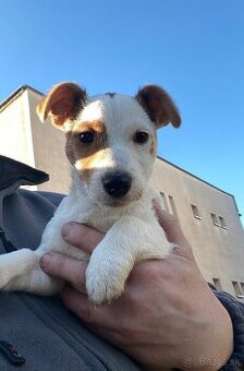 Jack Russel Terier šteniatko