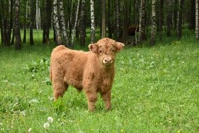 Prodám letošní a loňské býčky Highland-Skotský náhorní skot