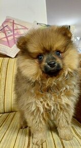 Pomeranian