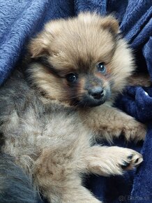 Pomeranian