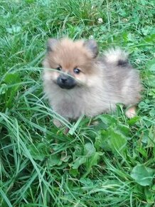 Trpasličí špic oranžový, pomeranian