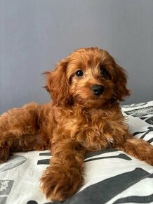 Cavapoo