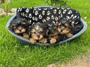 Yorkshire terrier