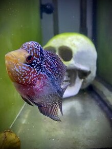 Flowerhorn Super Red Dragon 1