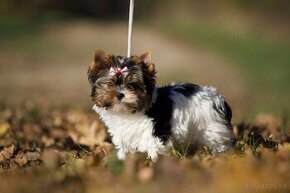 Biewer  yorkshire terrier