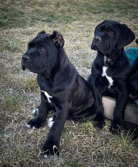 Cane corso šteniatka s rodokmeňom FCI