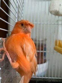 kanariky Gloster samca oranžový