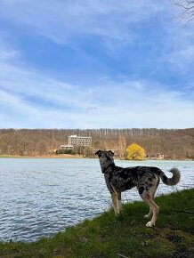 Catahoula Krytie