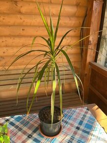 Dracena cca 40 cm+