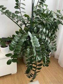 Izbova rastlina - Zamioculcas