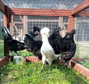 Predám kuriatka paduanka zdrobnela a ayam cemani - 1