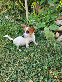 Jack russel terier