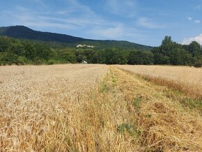 Predaj pšenica