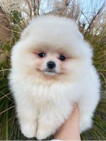 Pomeranian FCI