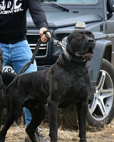 Bandog