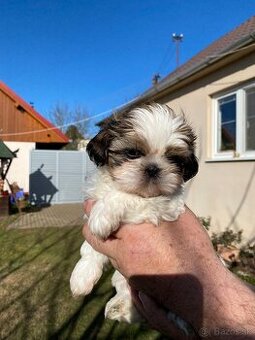 Shi  tzu