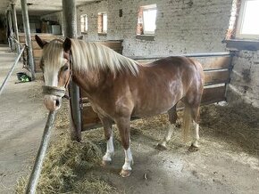 Welsh Pony B valach do športu