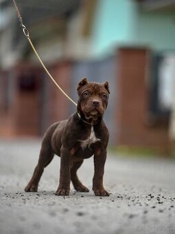 American bully xl šteniatka