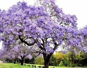 Paulownia- cisársky strom - 1