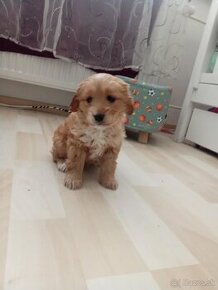 Ponukam na predaj cavapoo steniatka