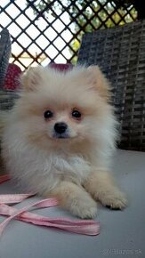 Pomeranian mini