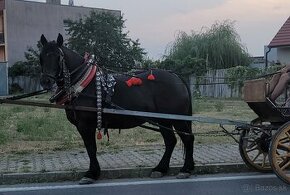 Predám ťažného valacha s PAPIERMI  MOŽNA VÝMENA - 1