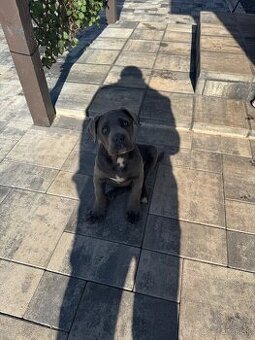 Cane  corso