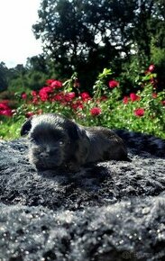 Yorkshire terrier Black - dievčatká s PP(rodokmeňom)