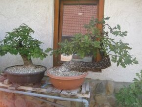 bonsai,bonsaj-hrab 1