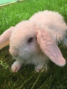 Zakrslý králik - Minilop