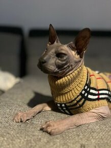 Sphynx