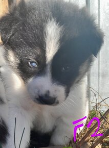 Šteniatka Border-Husky