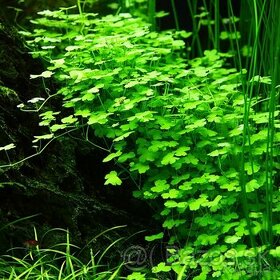 Akvarijni rostlina Hydrocotyle tripartita sp. Japan