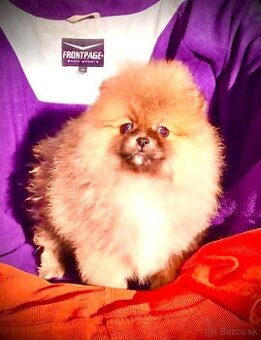 Pomeranian