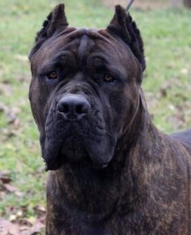 Cane corso s PP šteniatka