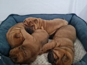 ▶️ SHAR-PEI - 1