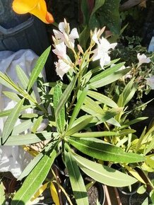 Oleander bieloružovy