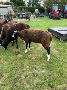 Zwartbles - 1